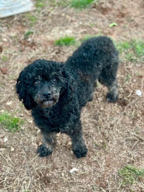 Enlarge June, a ADOPTABLE Miniature Poodle in Atlanta, GA image 4/5