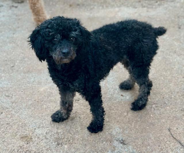 Enlarge June, a ADOPTABLE Miniature Poodle in Atlanta, GA image 2/5