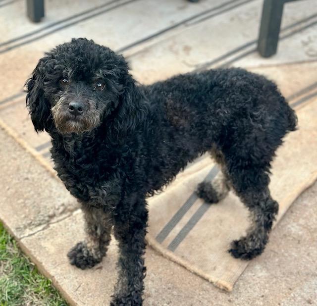 Enlarge June, a ADOPTABLE Miniature Poodle in Atlanta, GA image 3/5