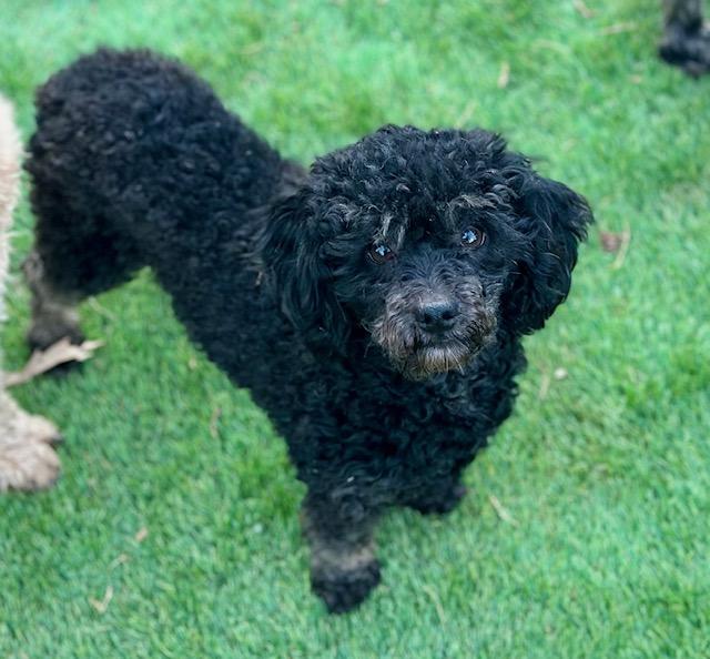 Enlarge June, a ADOPTABLE Miniature Poodle in Atlanta, GA image 1/5