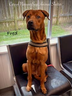 Enlarge C30-26 Fred, a ADOPTABLE mixed breed in Nassau Bay, TX image 5/5