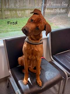 Enlarge C30-26 Fred, a ADOPTABLE mixed breed in Nassau Bay, TX image 2/5
