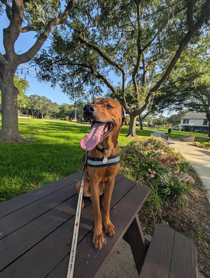 Enlarge C30-26 Fred, a ADOPTABLE mixed breed in Nassau Bay, TX image 3/5