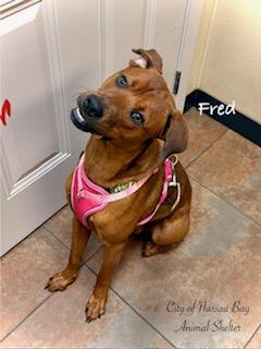 C30-26 Fred, ADOPTABLE, Young Male Coonhound & Labrador Retriever.