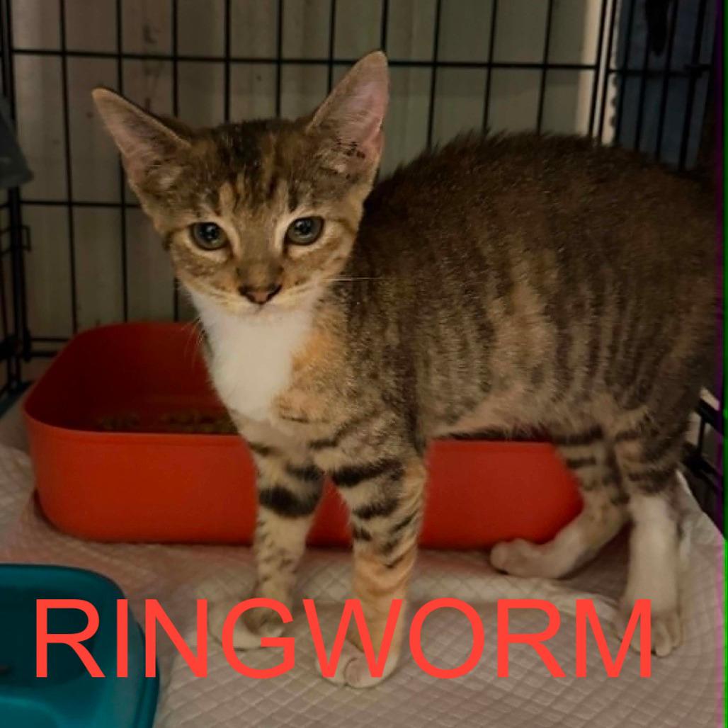 Enlarge Roadhouse, a Adoptable Domestic Short Hair in Stephenville, TX image 1/4