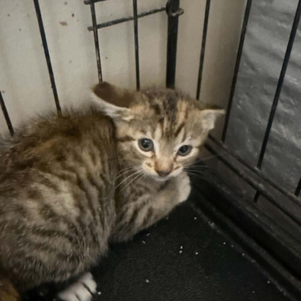 Enlarge Roadhouse, a Adoptable Domestic Short Hair in Stephenville, TX image 2/4