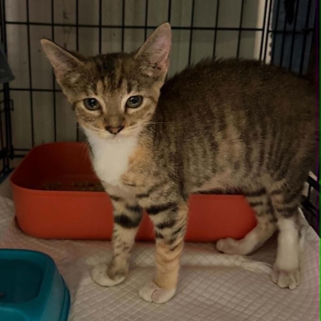 Enlarge Roadhouse, a Adoptable Domestic Short Hair in Stephenville, TX image 3/4