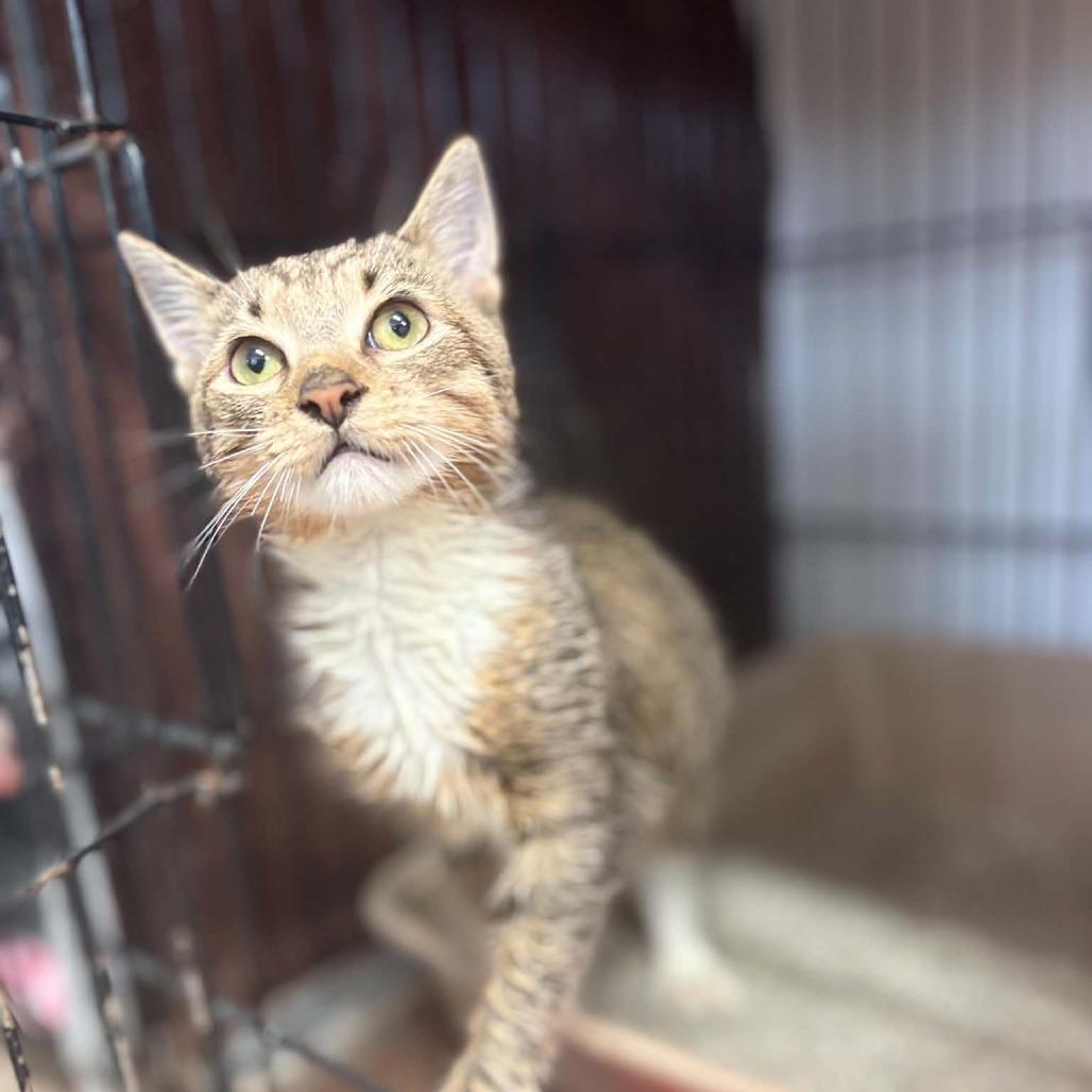 Enlarge Roadhouse, a Adoptable Domestic Short Hair in Stephenville, TX image 4/4