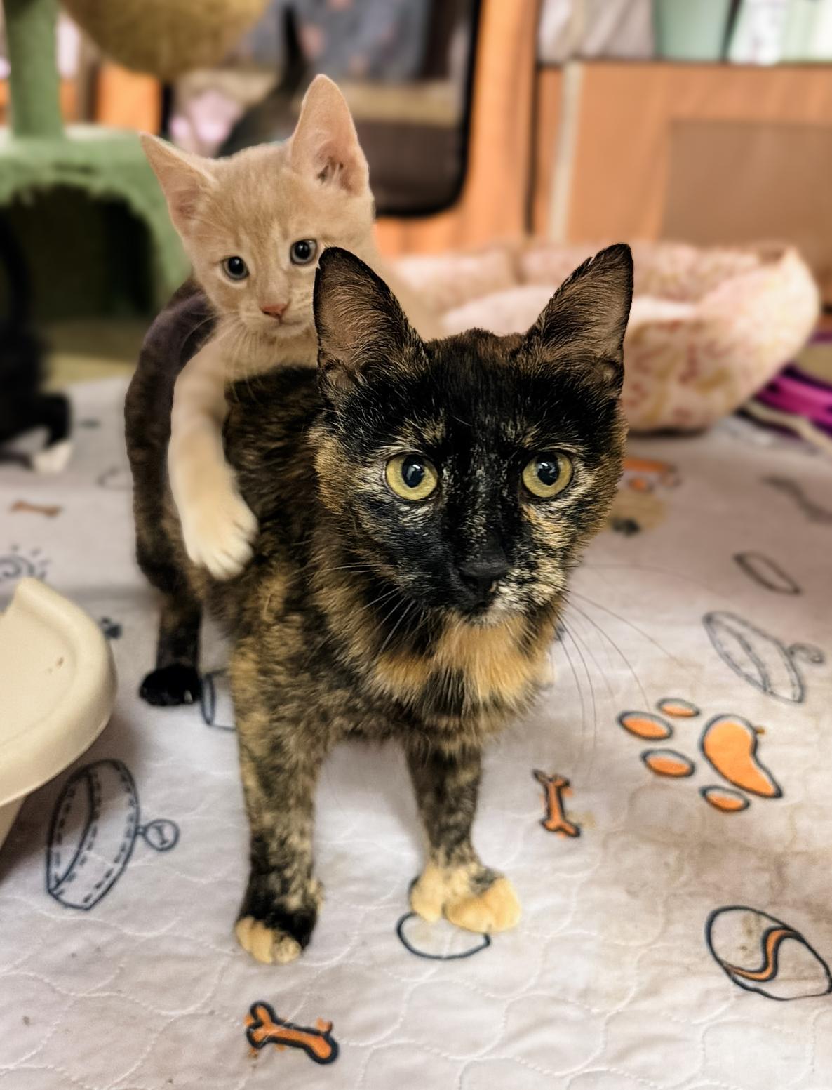 LUNA, a ADOPTABLE Domestic Short Hair in Philadelphia, PA image 1/5