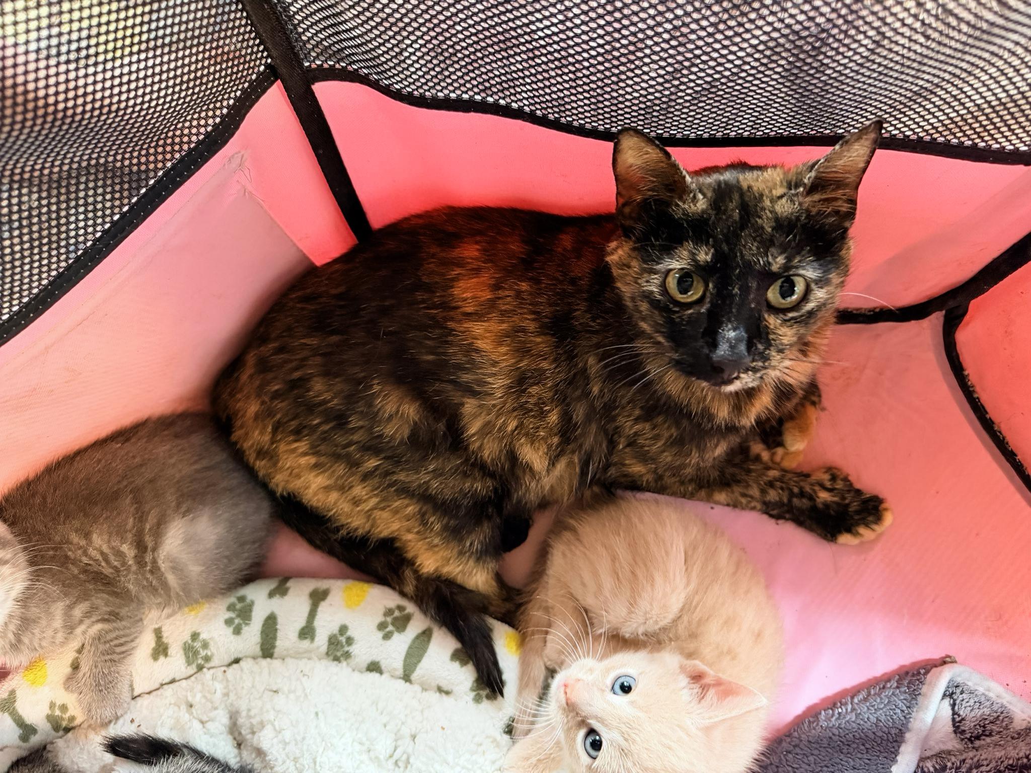 LUNA, a ADOPTABLE Domestic Short Hair in Philadelphia, PA image 2/5