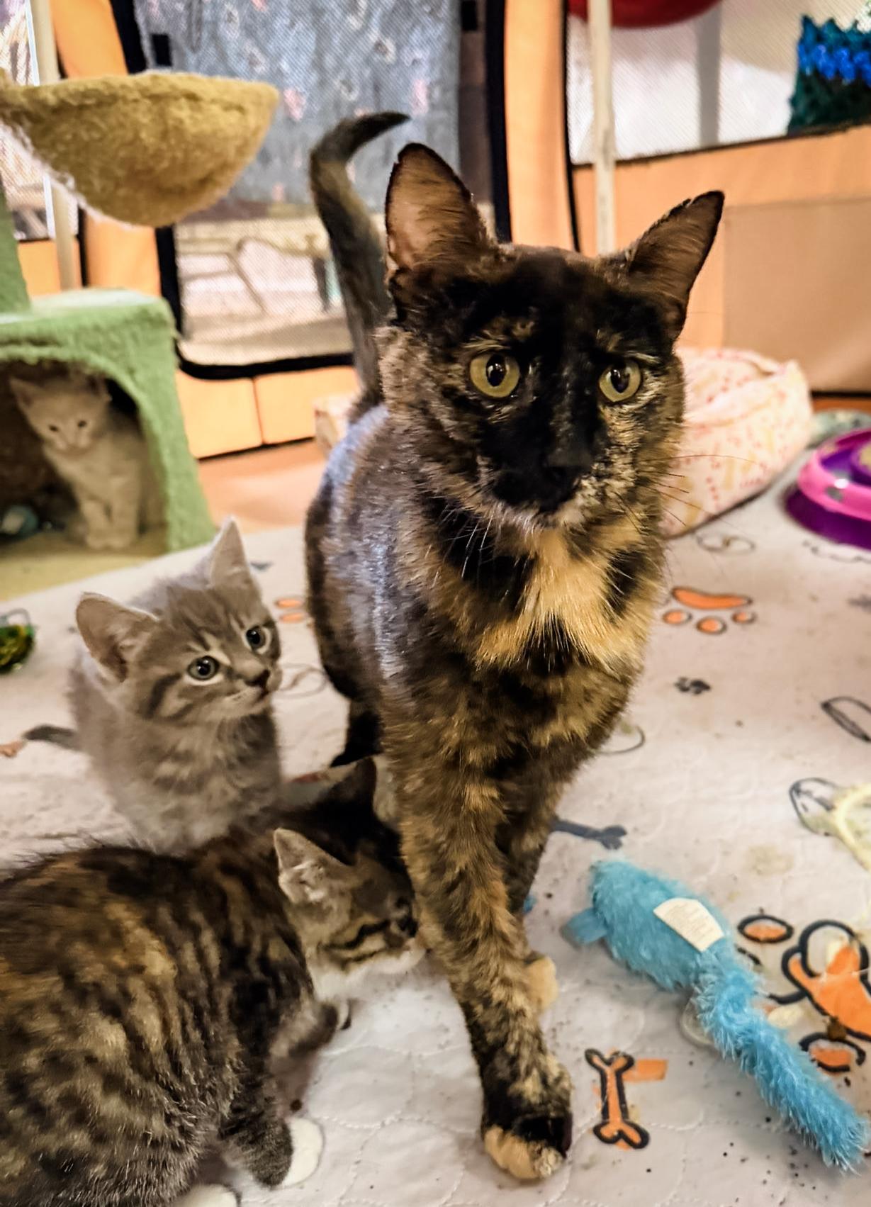 LUNA, a ADOPTABLE Domestic Short Hair in Philadelphia, PA image 4/5