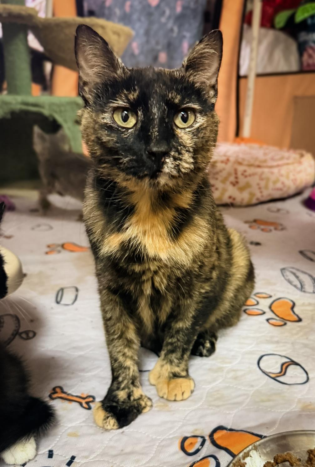LUNA, a ADOPTABLE Domestic Short Hair in Philadelphia, PA image 5/5