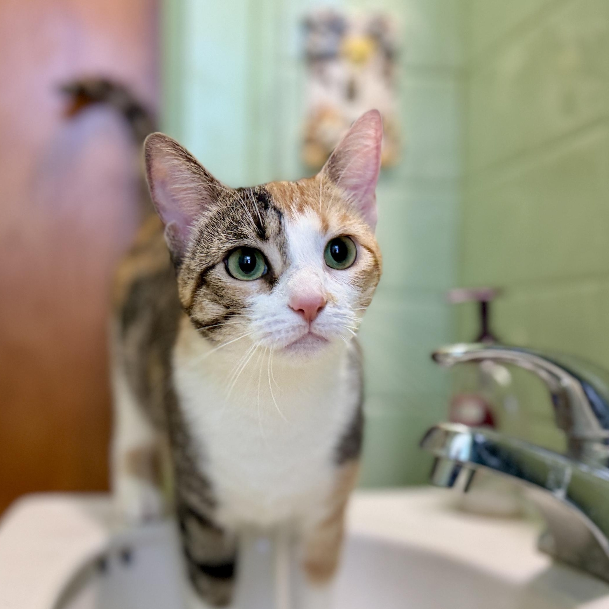 Marva, a Adoptable mixed breed image 1/6