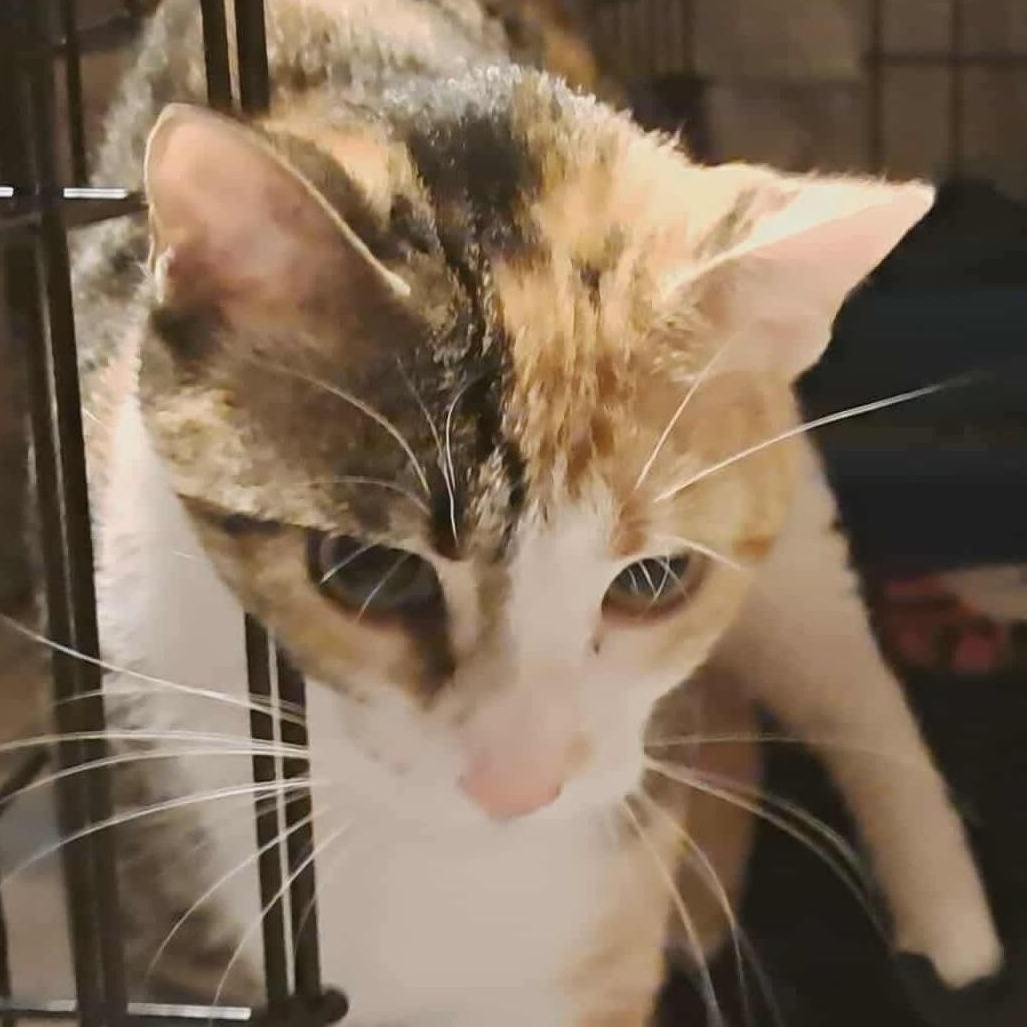 Marva, a Adoptable mixed breed image 2/6