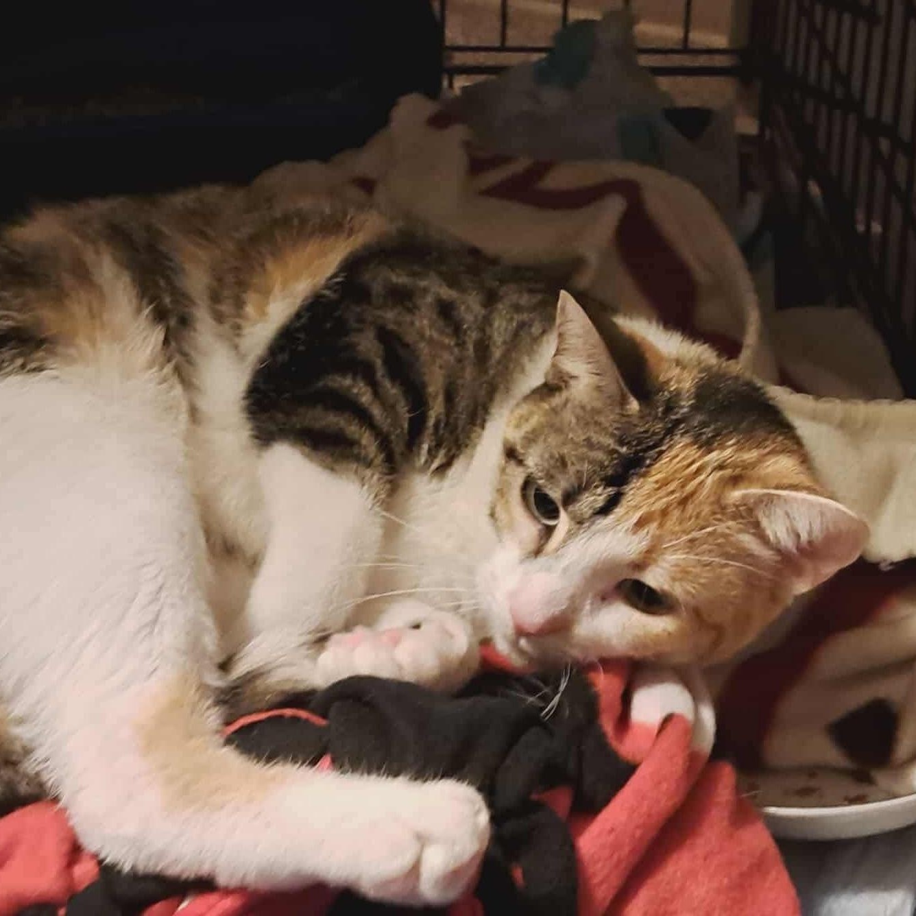 Marva, a Adoptable mixed breed image 4/6