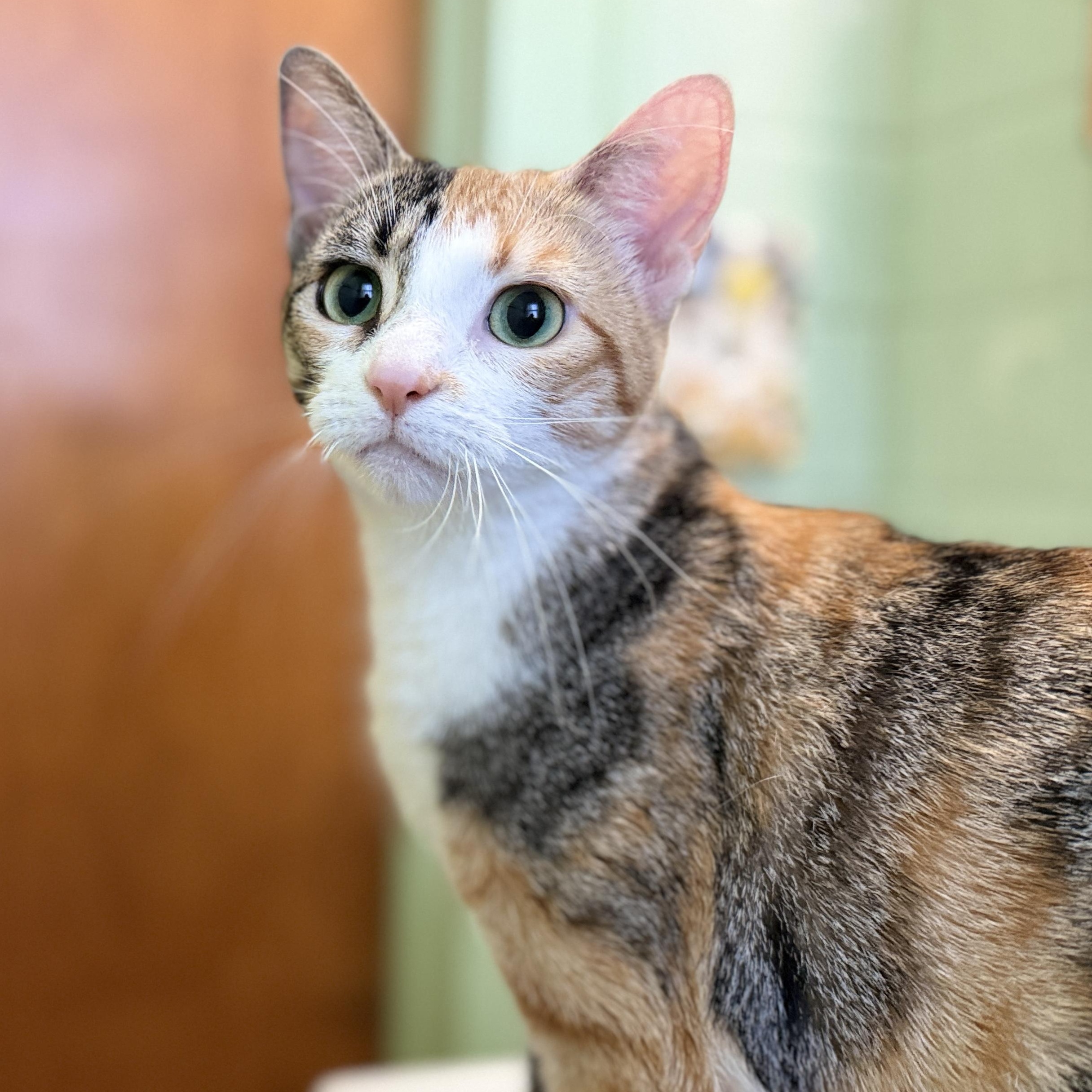 Marva, a Adoptable mixed breed image 3/6