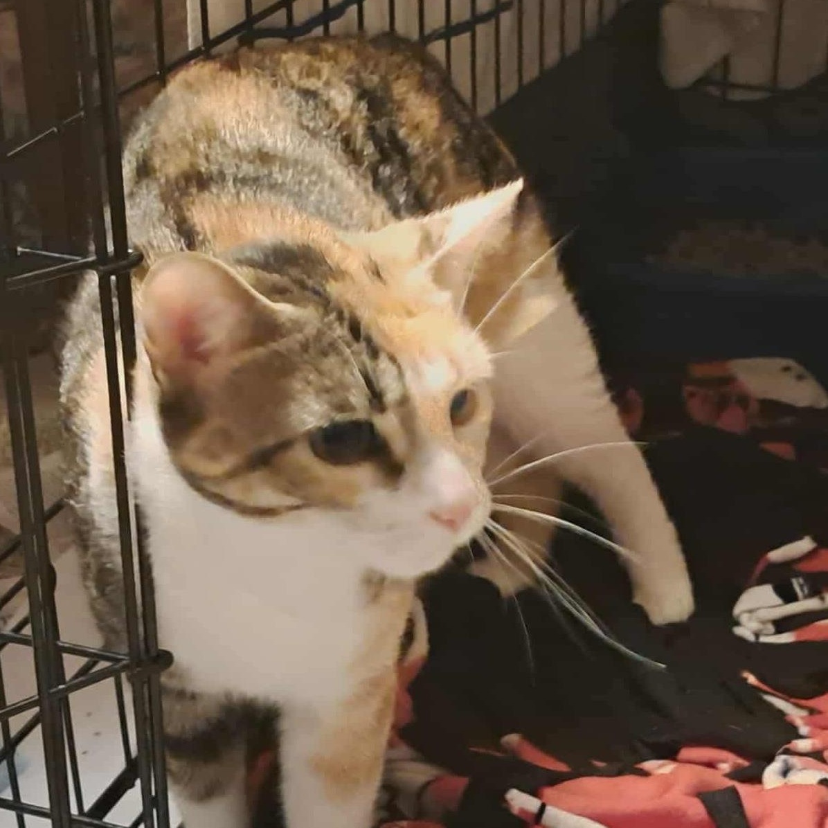 Marva, a Adoptable mixed breed image 5/6