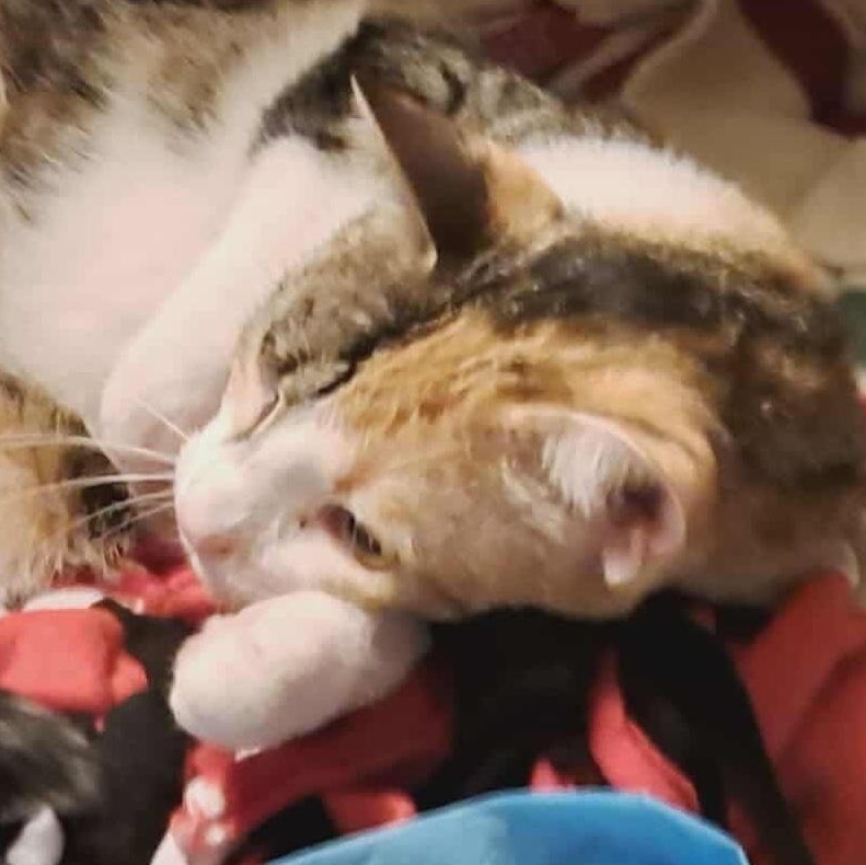 Marva, a Adoptable mixed breed image 6/6