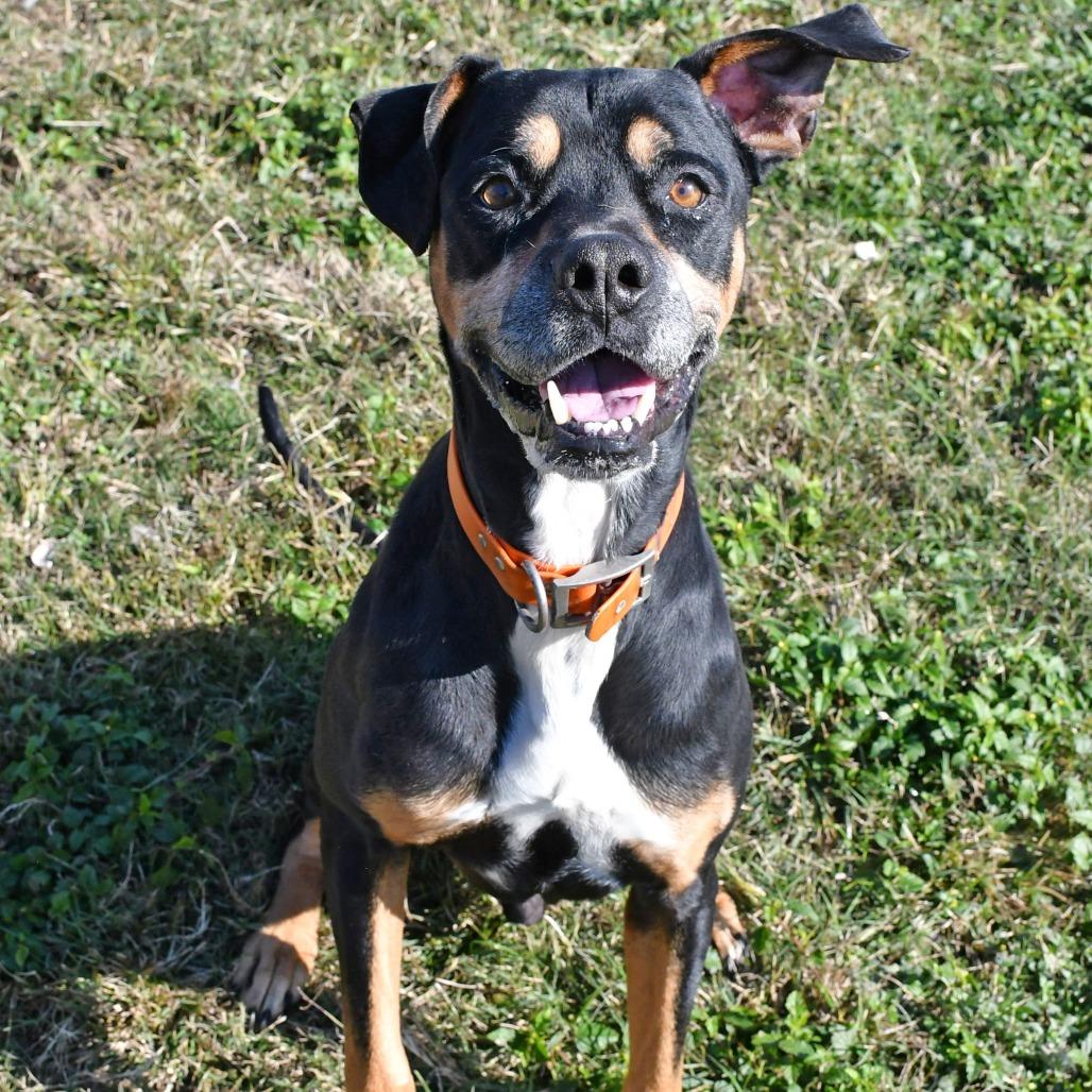 Richard Parker, Adoptable, Adult Male Rottweiler & Boxer.