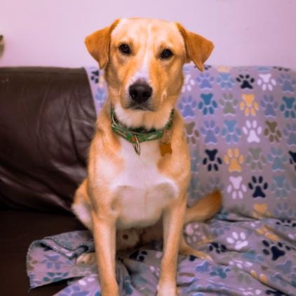 Spencer, an adopted mixed breed in Cincinnati, OH image 3/6