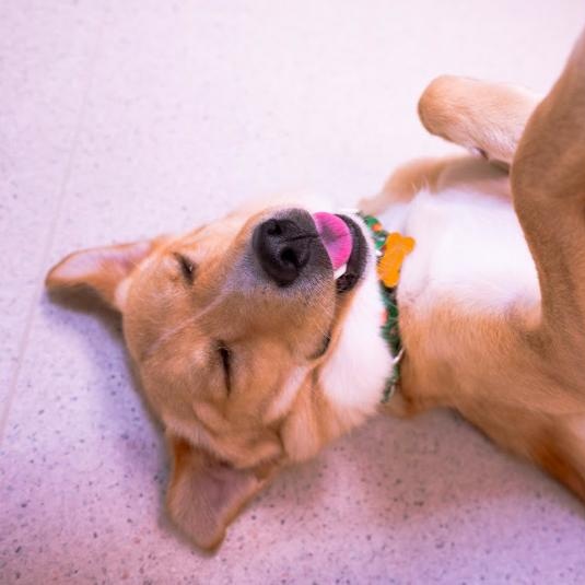 Spencer, an adopted mixed breed in Cincinnati, OH image 6/6