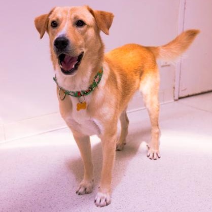 Spencer, an adopted mixed breed in Cincinnati, OH image 1/6