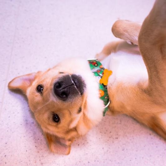 Spencer, an adopted mixed breed in Cincinnati, OH image 2/6