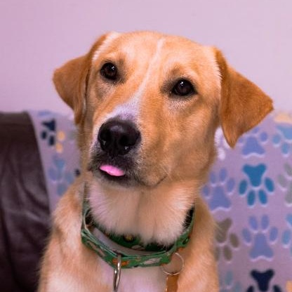 Spencer, an adopted mixed breed in Cincinnati, OH image 4/6