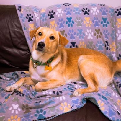 Spencer, an adopted mixed breed in Cincinnati, OH image 5/6