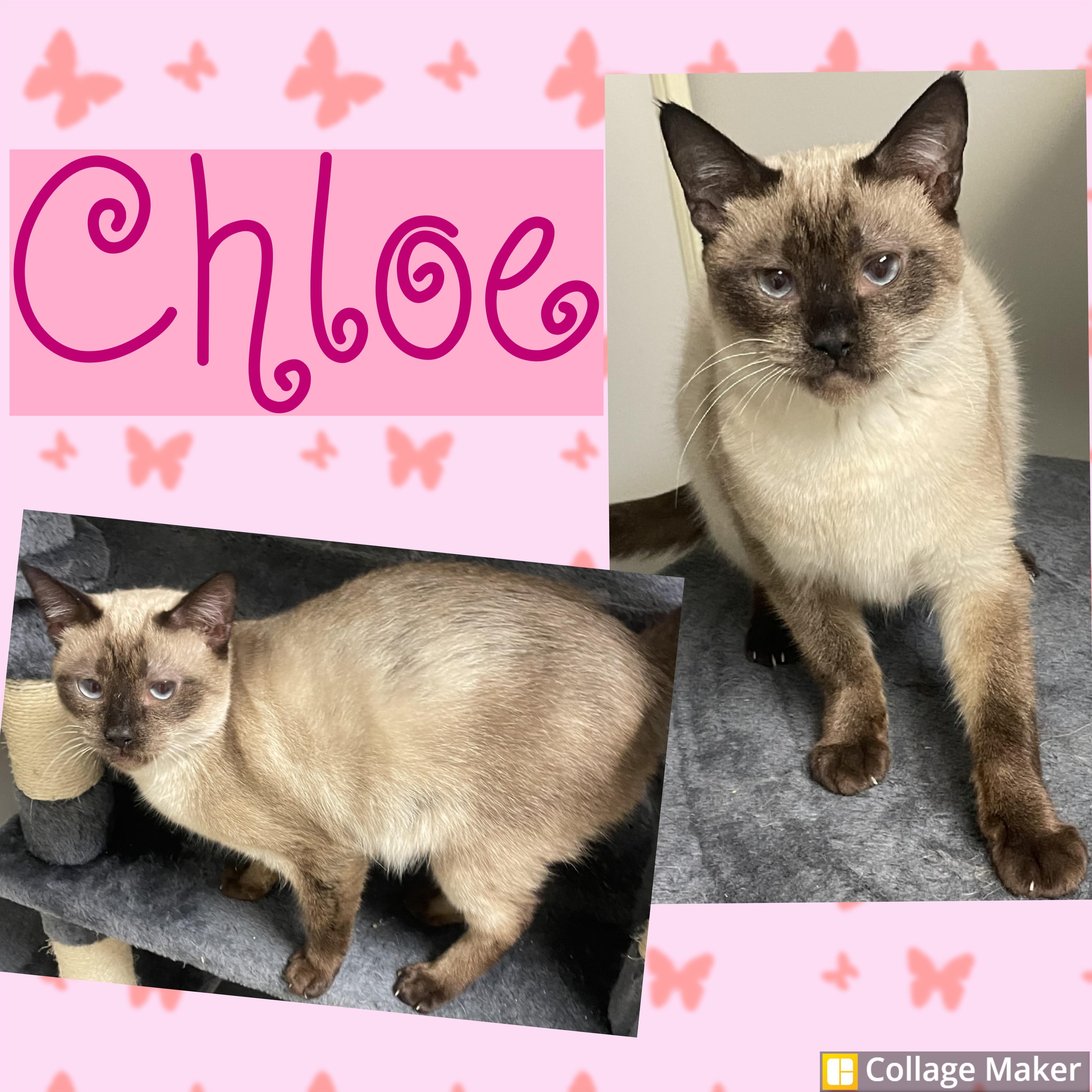 Chloe, adopted, Adult Female Siamese.