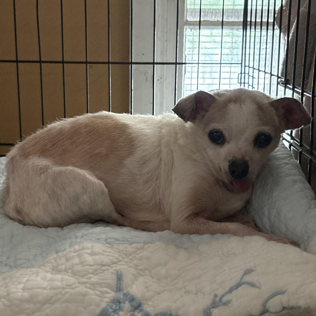 Enlarge Viper, a Adoptable Chihuahua in North Myrtle Beach, SC image 1/1