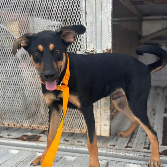 Draco, Adoptable, Young Male Doberman Pinscher & Shepherd.