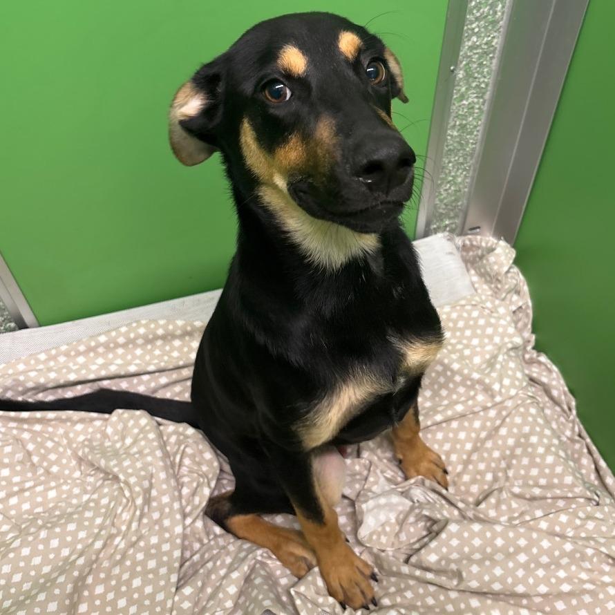 Draco, a Adoptable mixed breed in Calverton, NY image 2/2