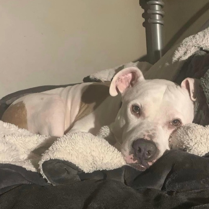 Enlarge Vinnie, a Adoptable mixed breed in Milwaukee, WI image 6/6