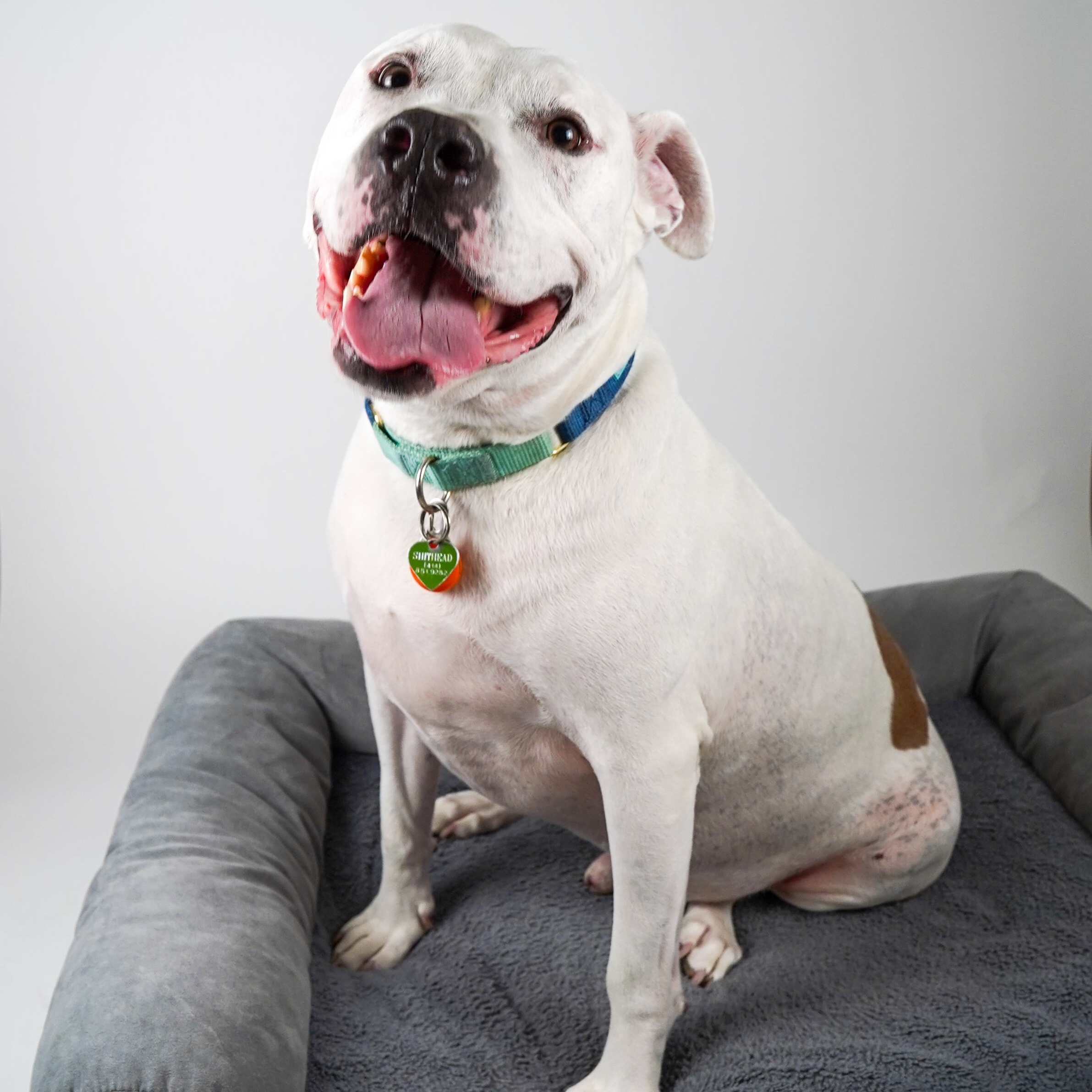 Enlarge Vinnie, a Adoptable mixed breed in Milwaukee, WI image 1/6