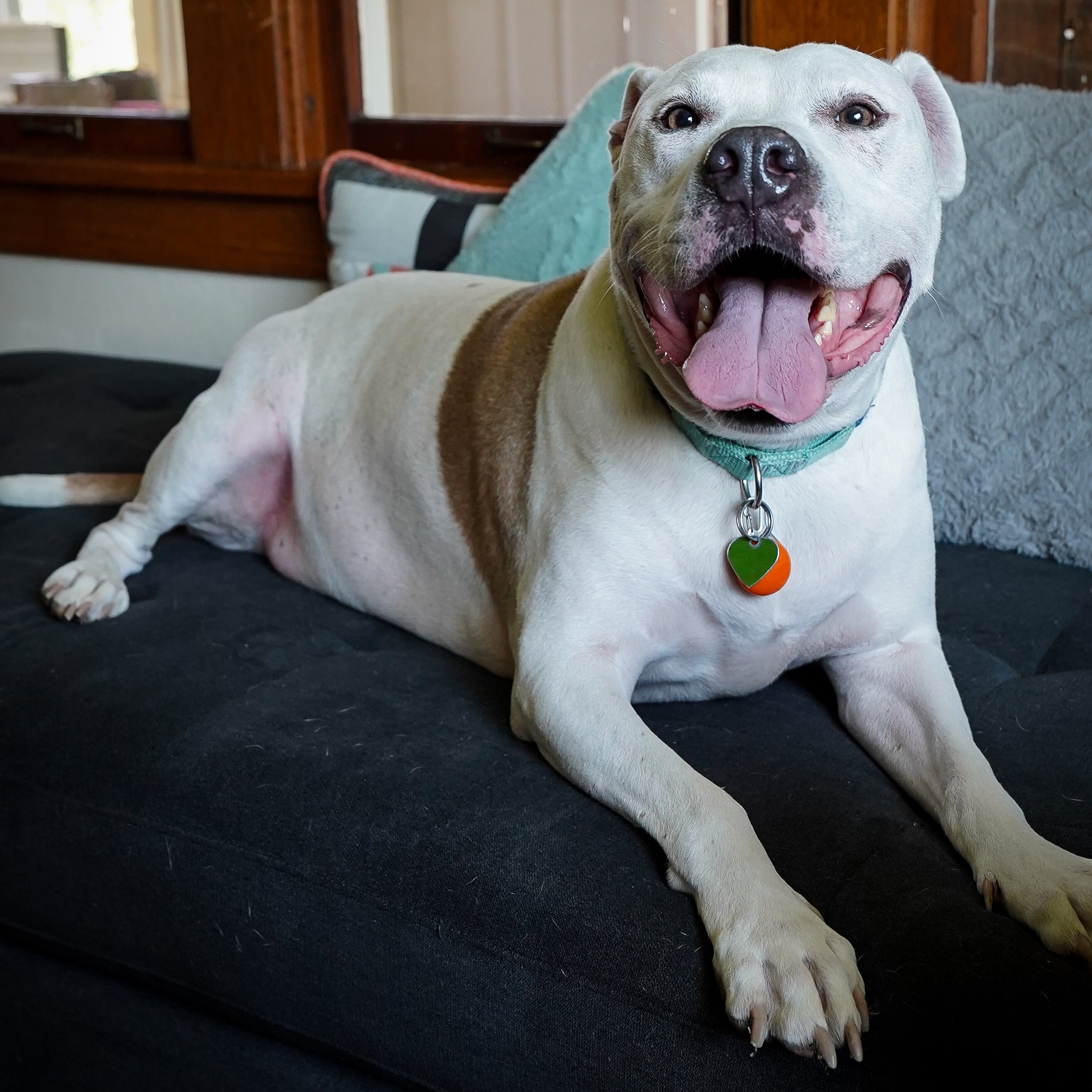 Enlarge Vinnie, a Adoptable mixed breed in Milwaukee, WI image 5/6