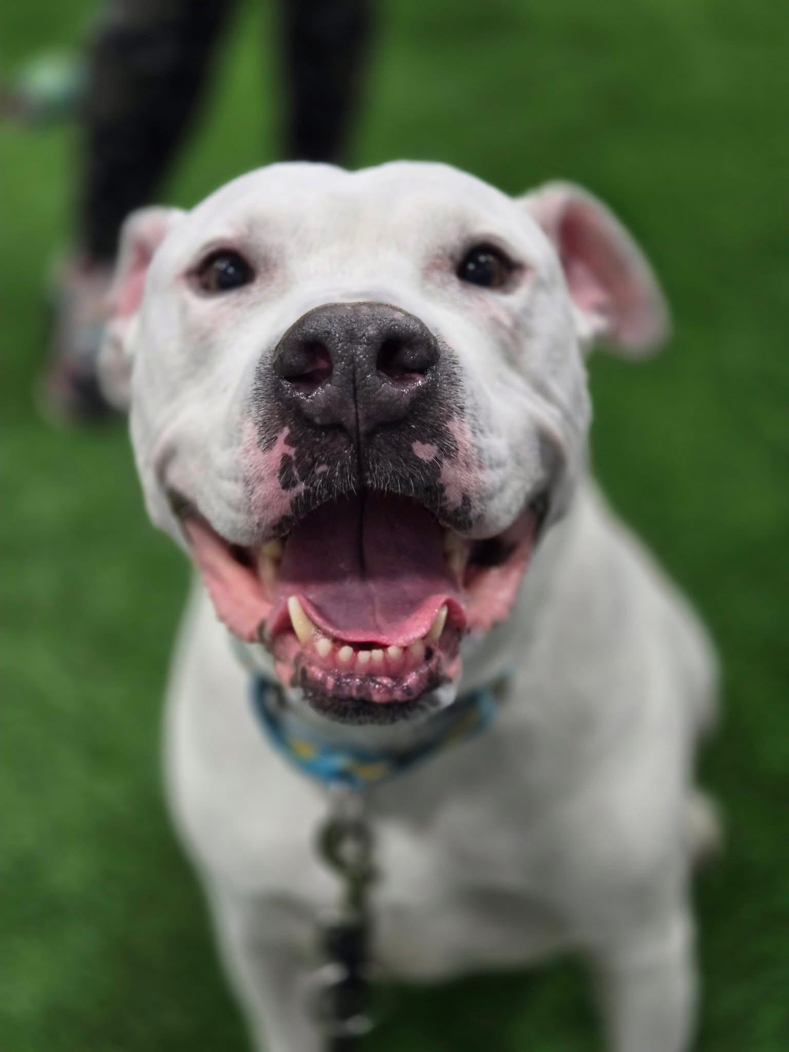 Enlarge Vinnie, a Adoptable mixed breed in Milwaukee, WI image 2/6