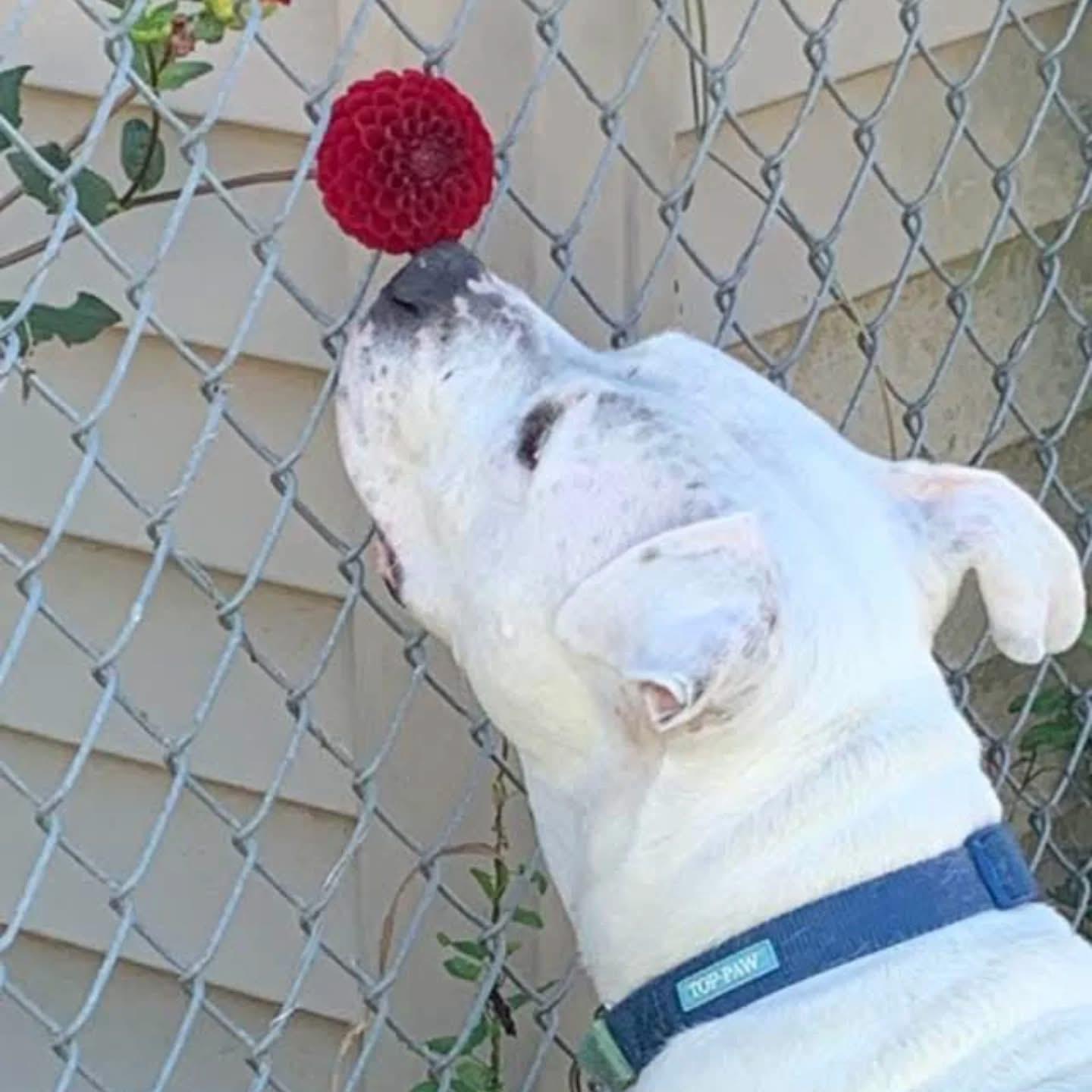 Vinnie, Adoptable, Adult Male American Bulldog.