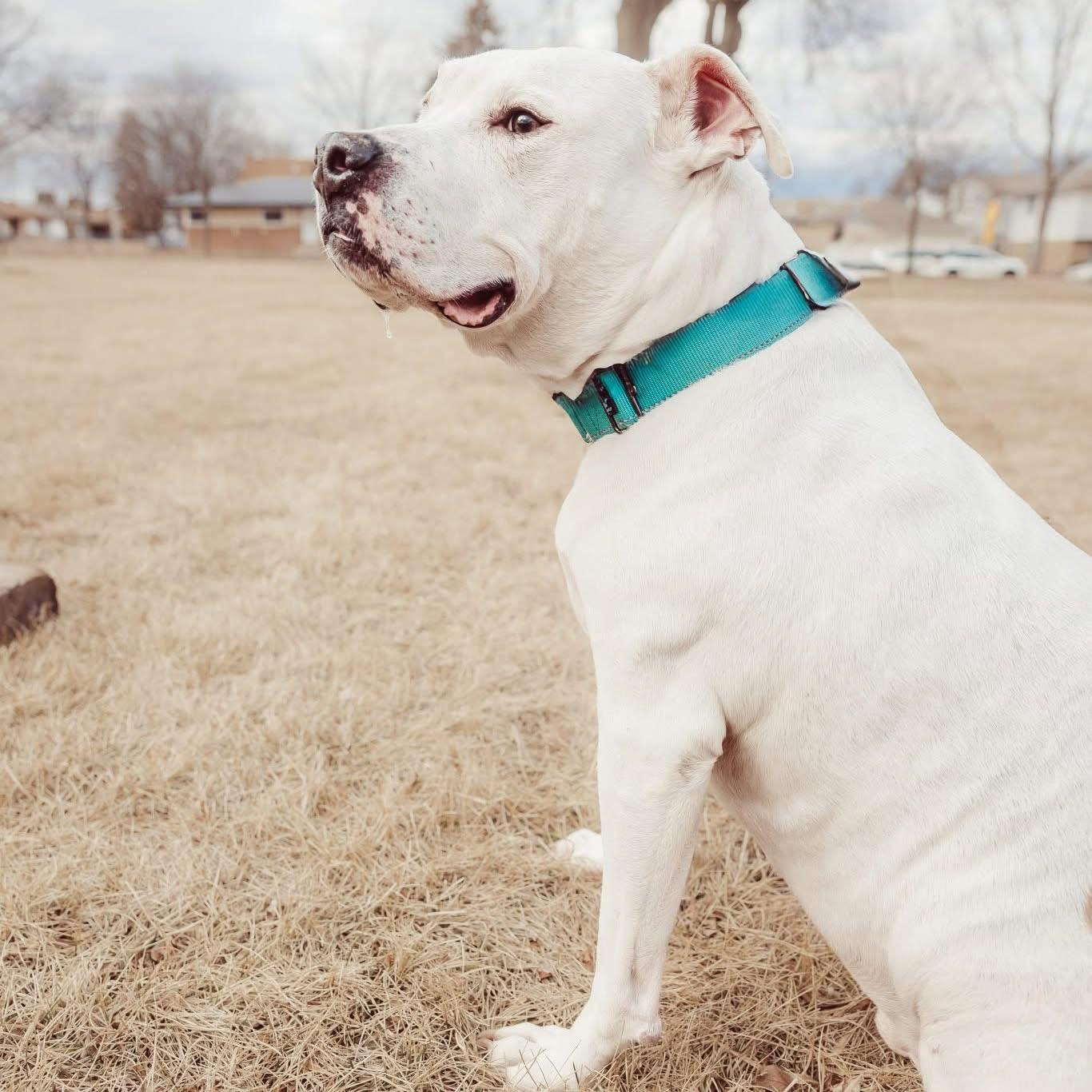 Enlarge Vinnie, a Adoptable mixed breed in Milwaukee, WI image 4/6