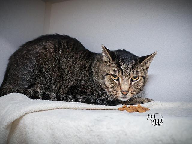 GREEN BEAN, Adoptable, Adult Male Domestic Short Hair & Domestic Short Hair.