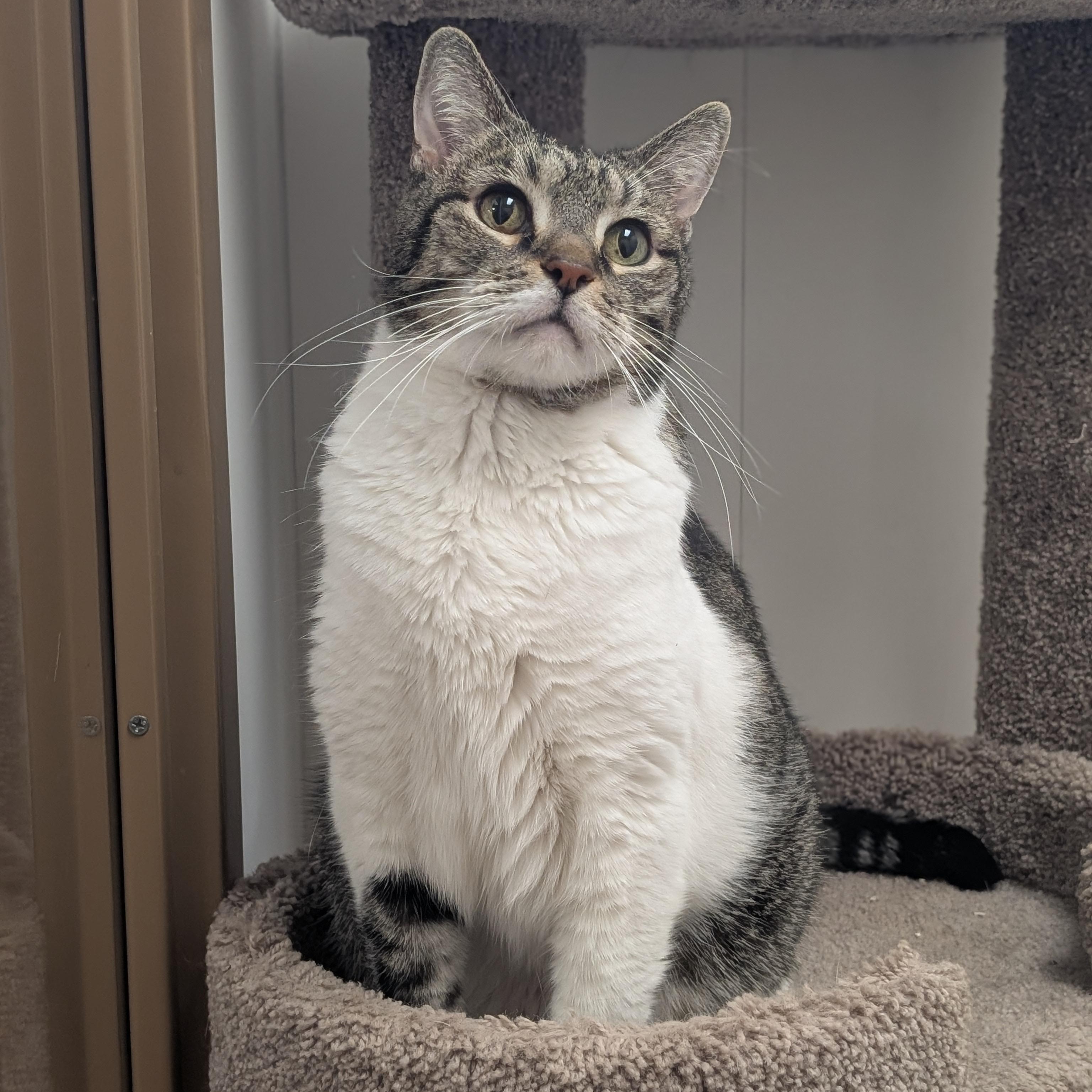 Shredder, Adoptable, Senior Male Domestic Short Hair.
