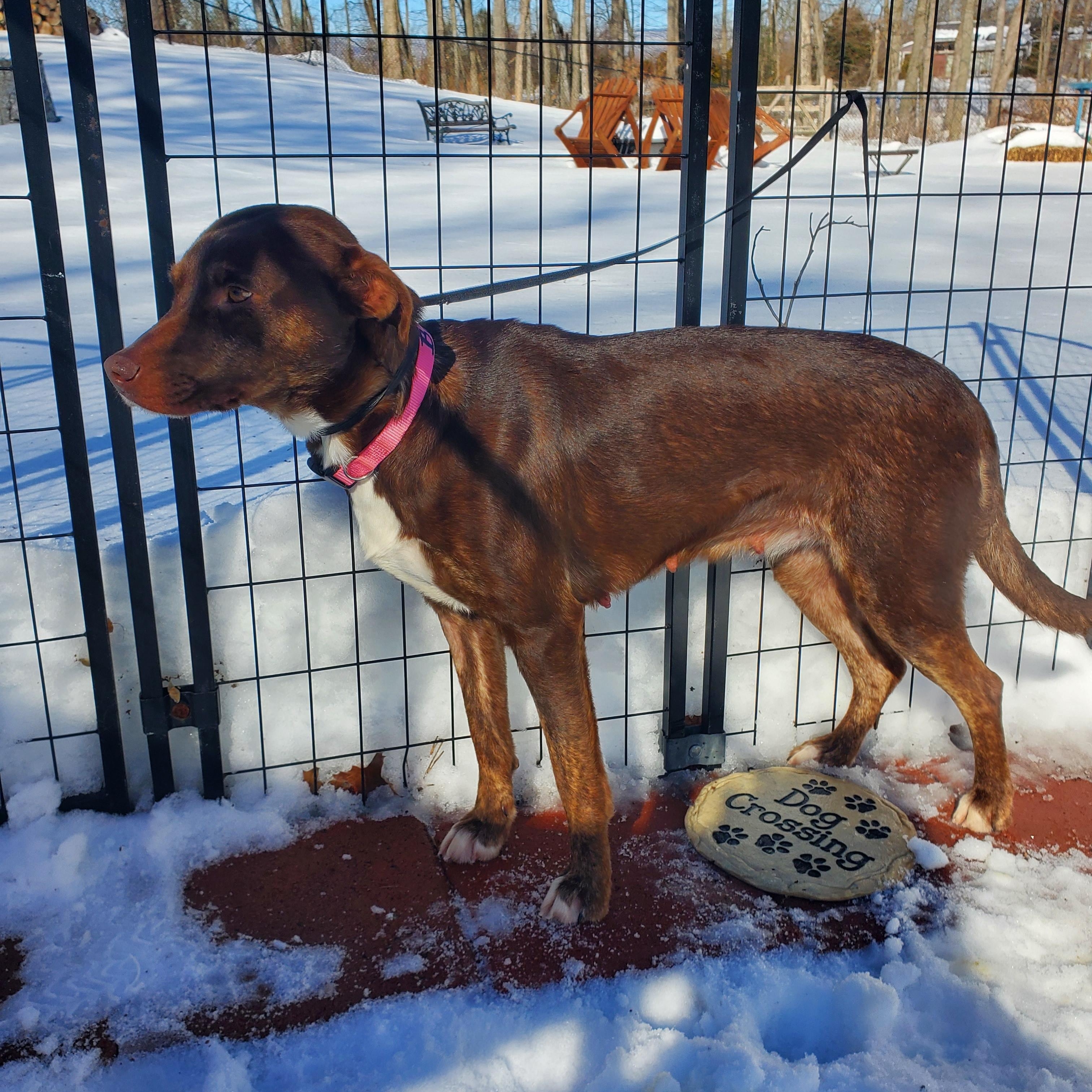 Enlarge Brownie, a Adoptable mixed breed in Blairstown, NJ image 2/5