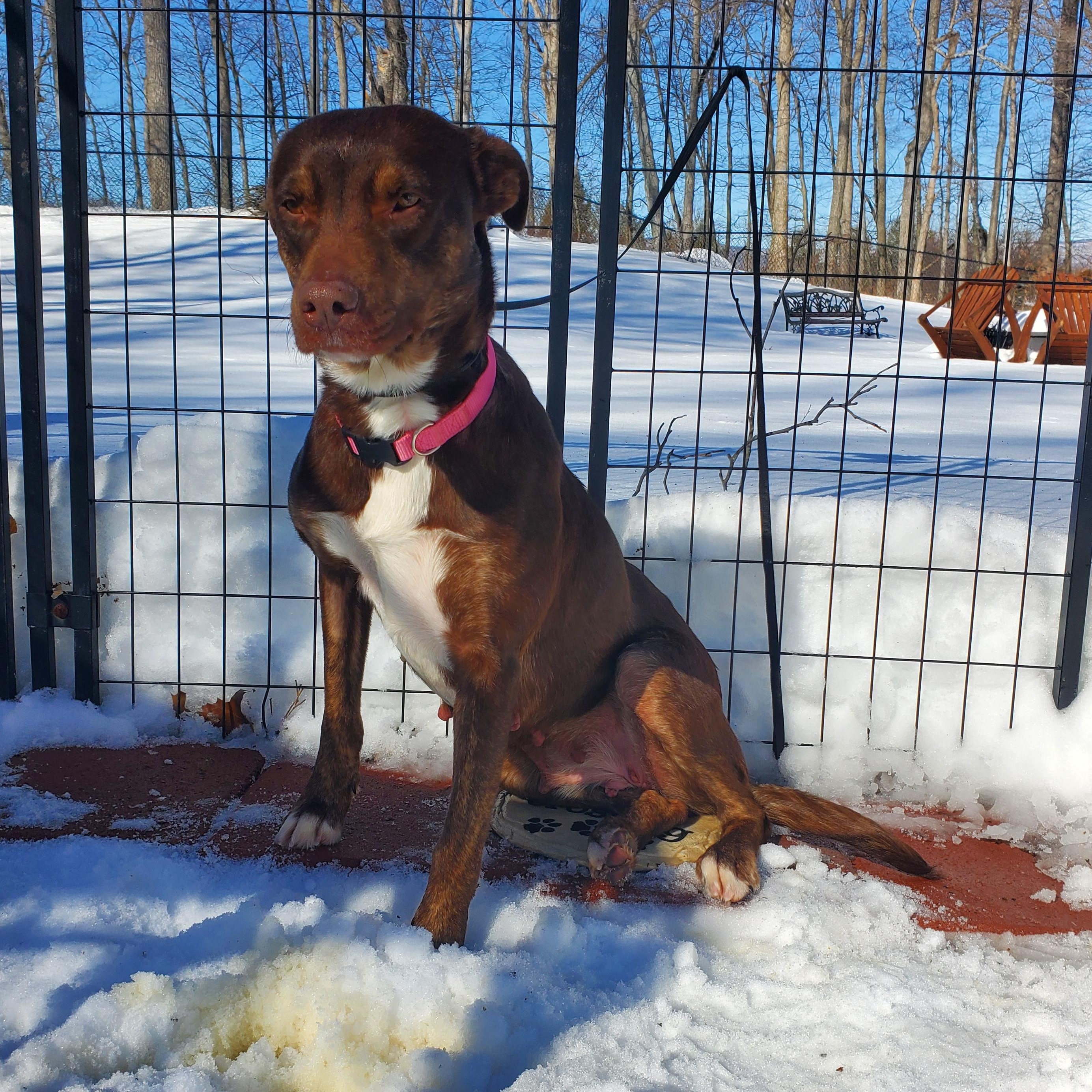 Enlarge Brownie, a Adoptable mixed breed in Blairstown, NJ image 3/5