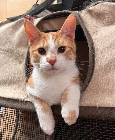 Travis Kelce, Adoptable, Young Male Domestic Short Hair.