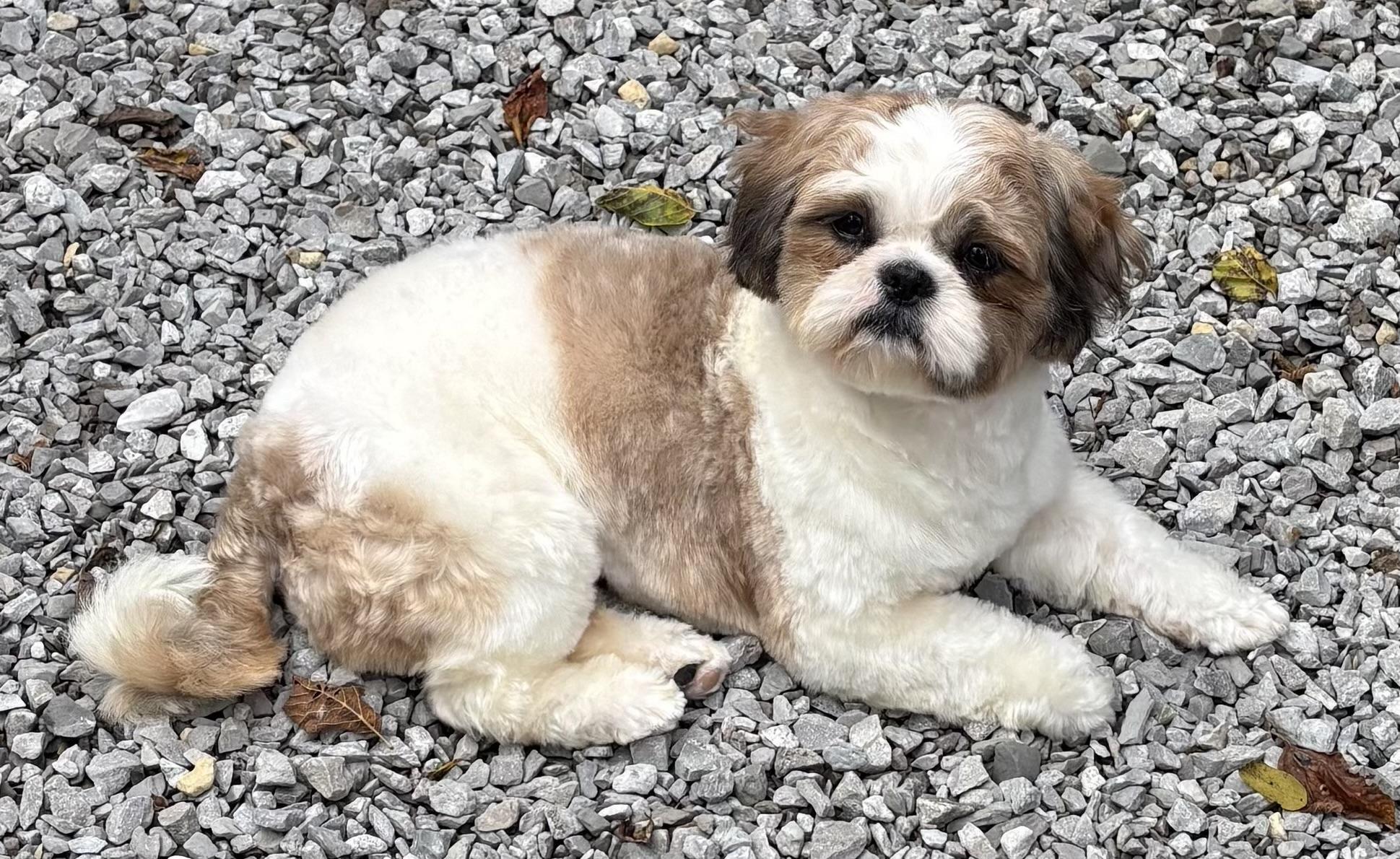 Jasper, Adopted, Adult Male Shih Tzu.