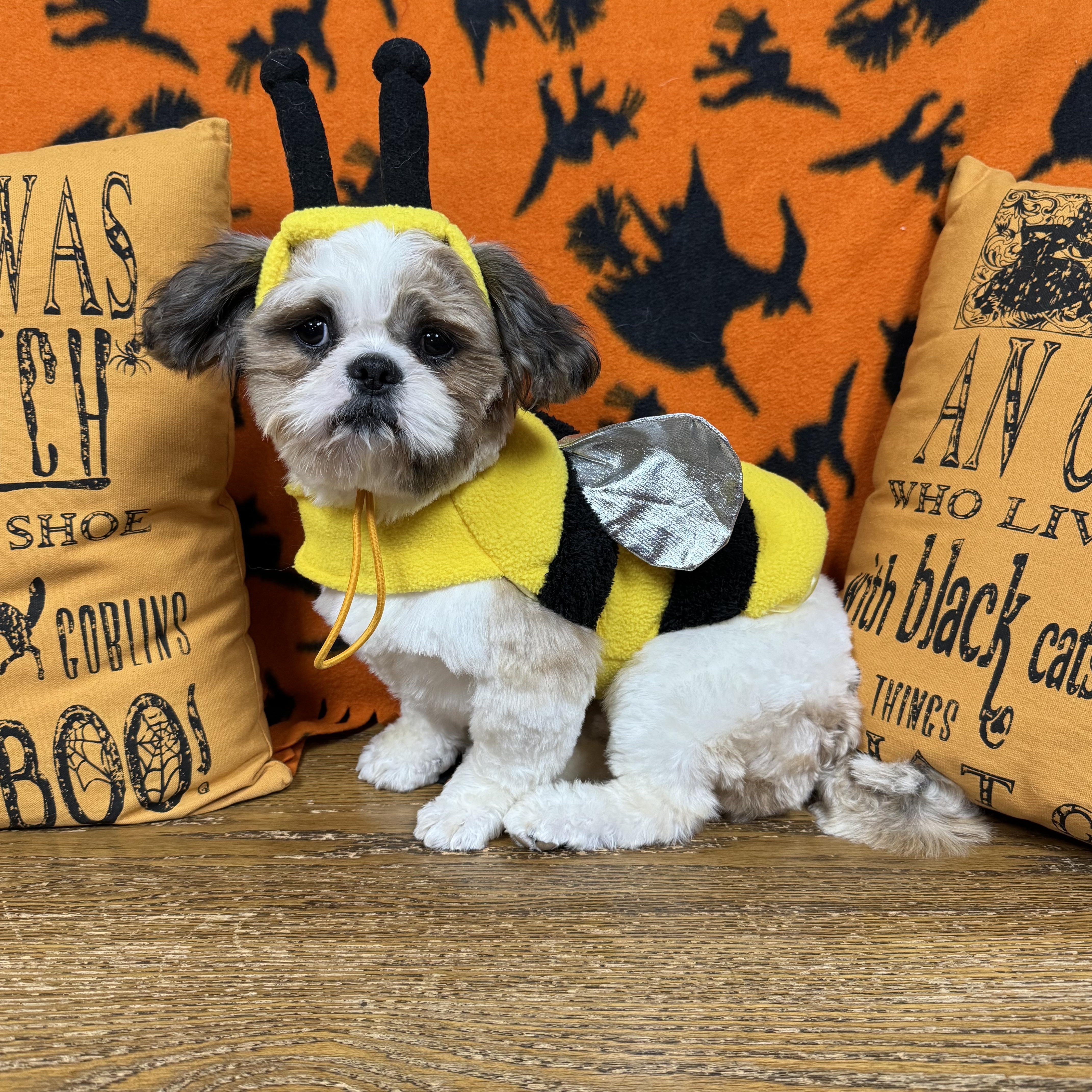 Enlarge Jasper, a Adopted Shih Tzu in Franklin, TN image 3/4