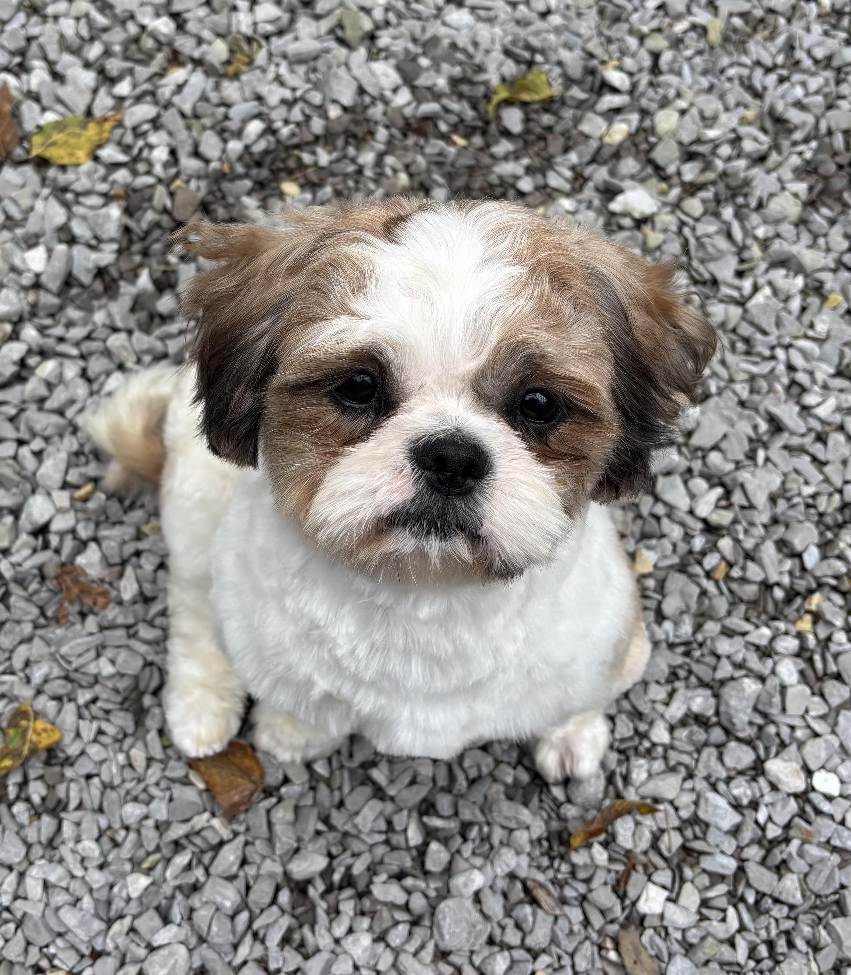 Enlarge Jasper, a Adopted Shih Tzu in Franklin, TN image 2/4