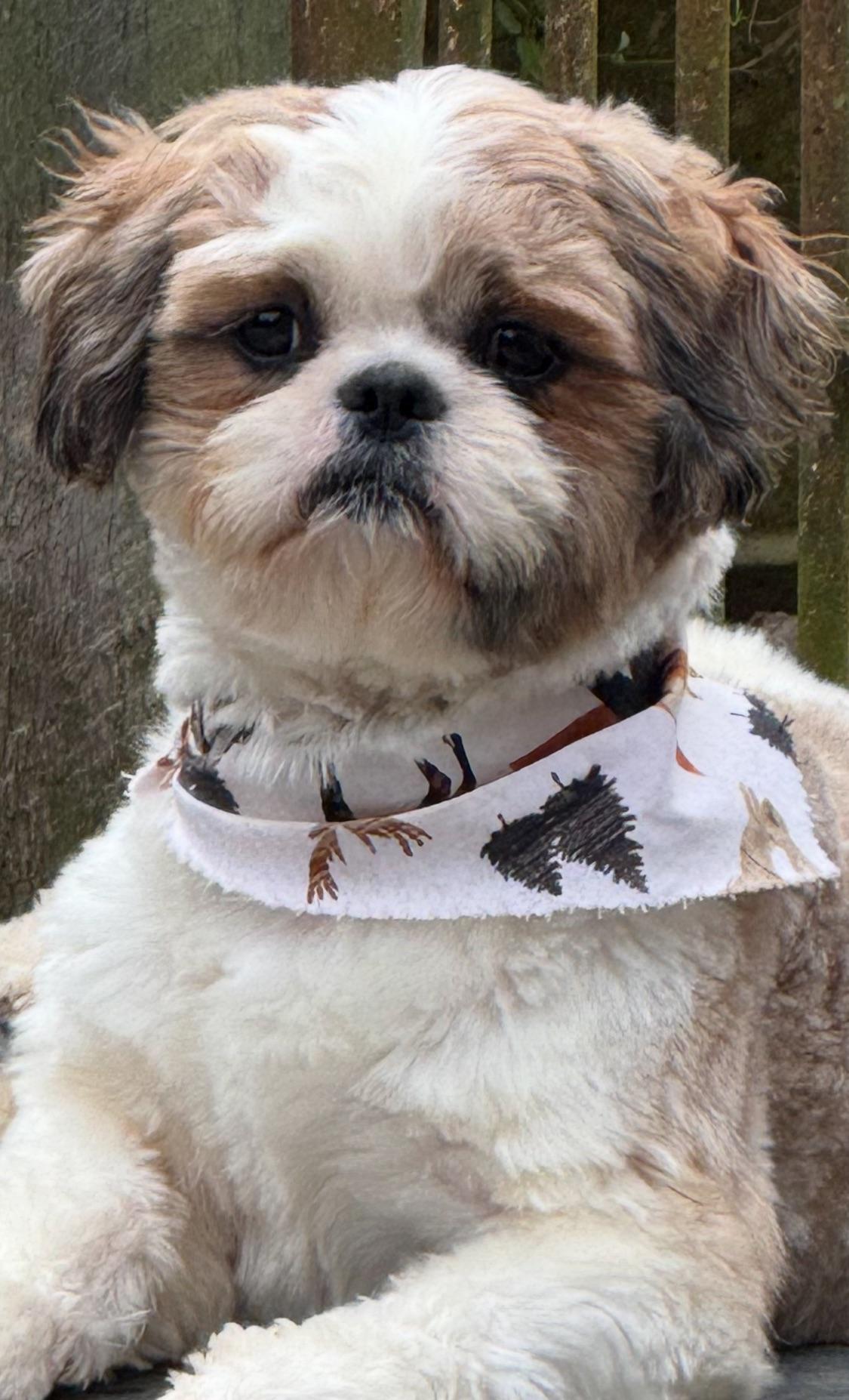 Enlarge Jasper, a Adopted Shih Tzu in Franklin, TN image 4/4