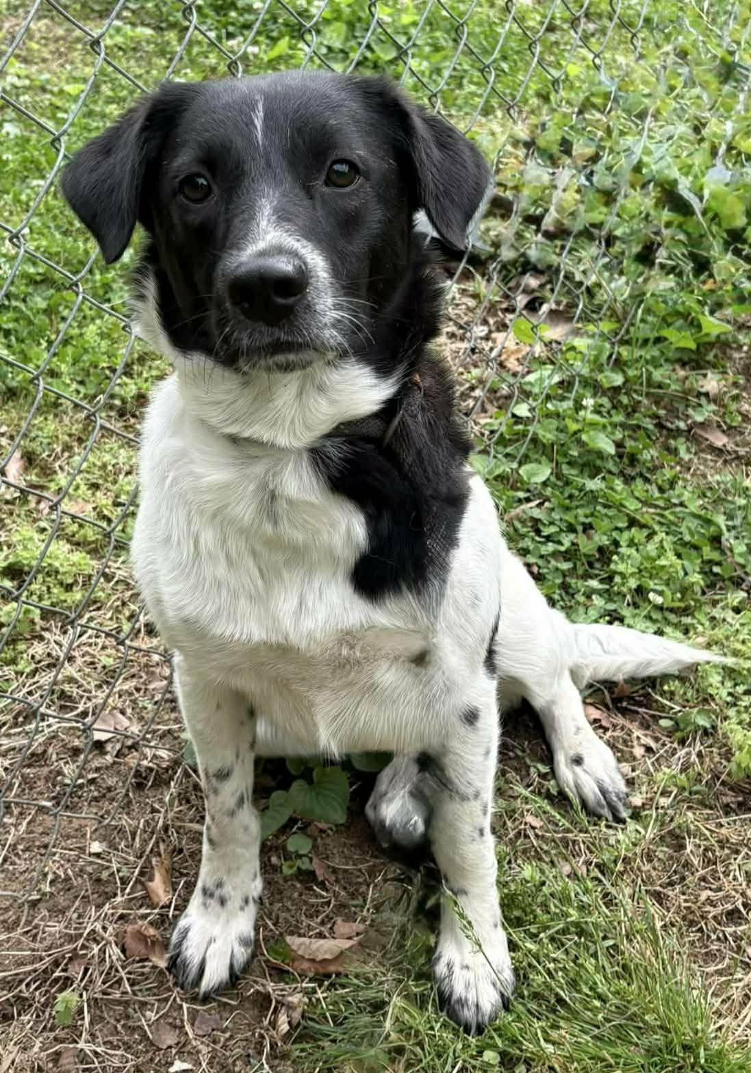 Enlarge Kinsley, a ADOPTABLE mixed breed in Newport, TN image 2/2