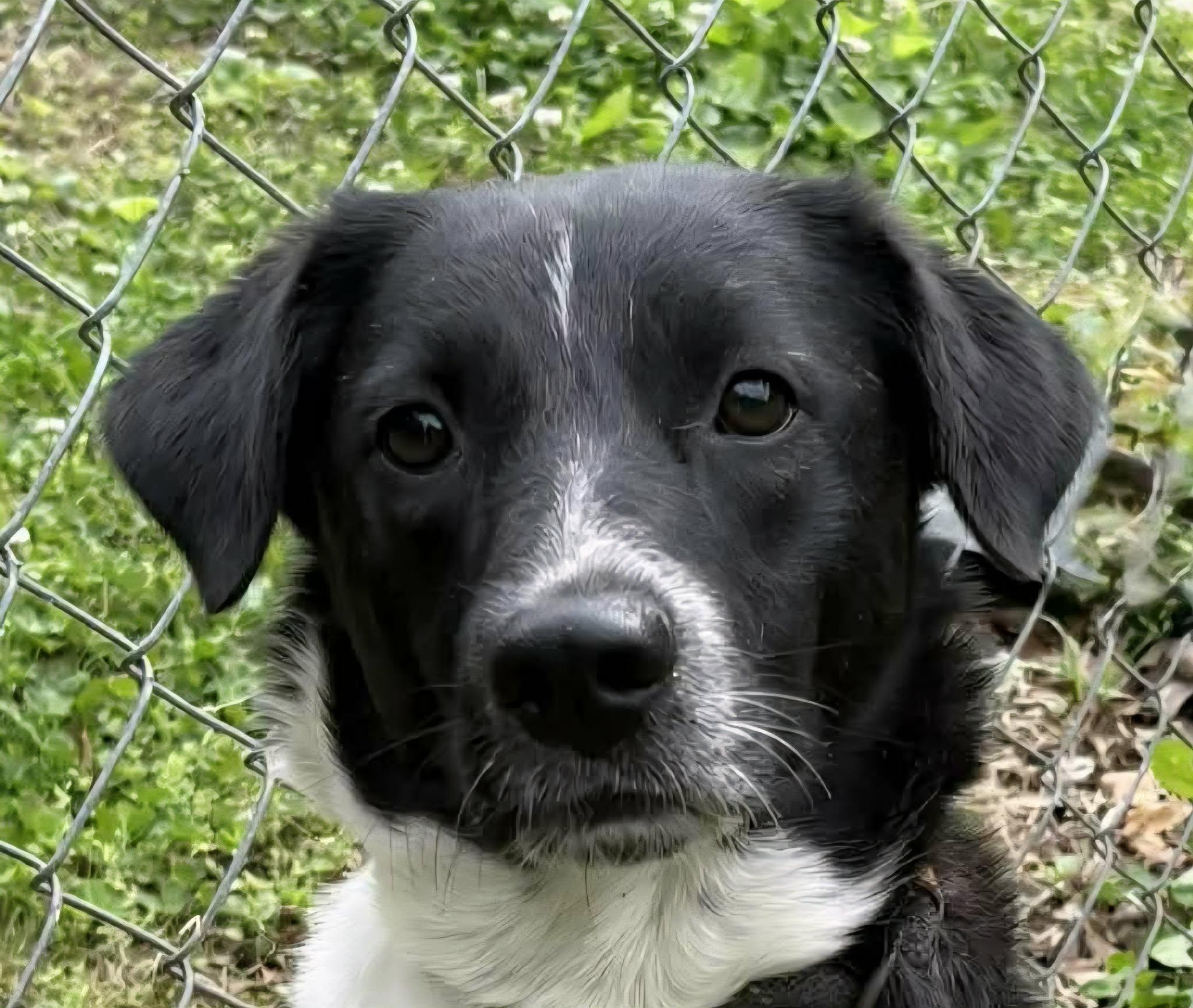 Kinsley, ADOPTABLE, Young Female Border Collie.